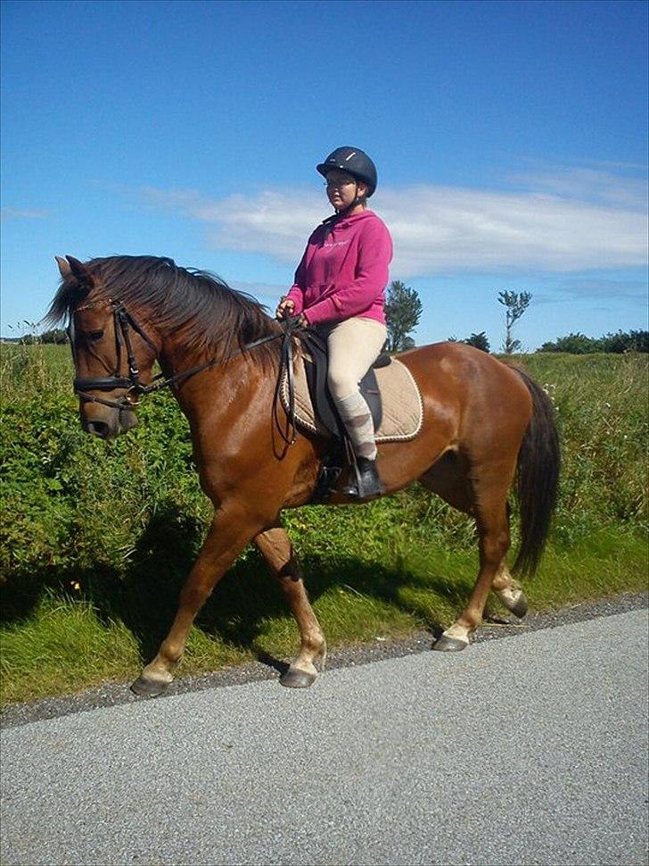 Anden særlig race Lukas Kashmir - 3 gang på alene tur.. billede 14