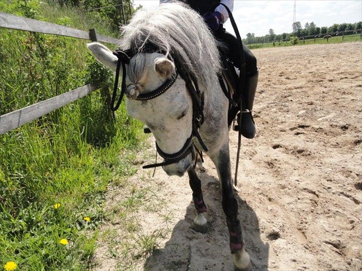 Welsh Mountain (sec A) Fifi billede 8