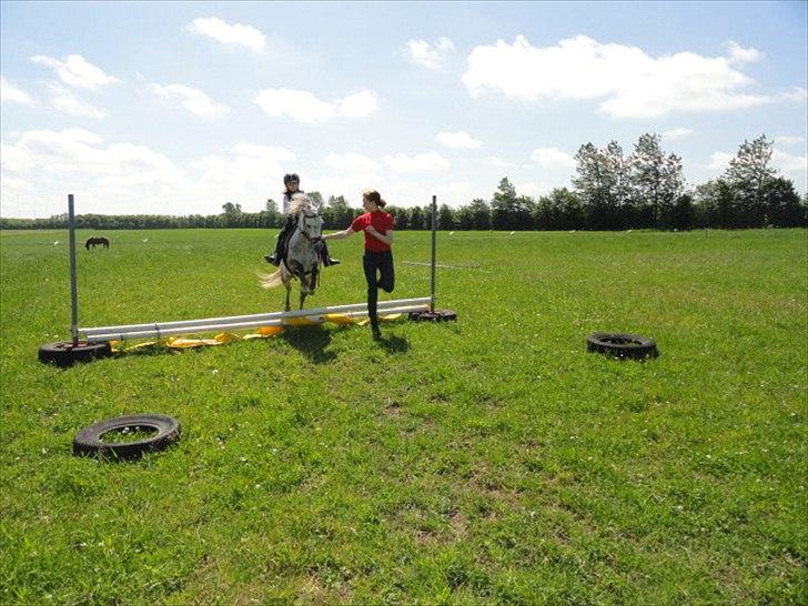 Welsh Mountain (sec A) Fifi billede 9