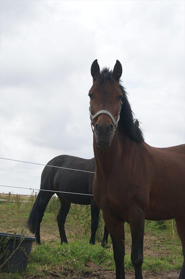 Anden særlig race Anja - Fold!:-) billede 9