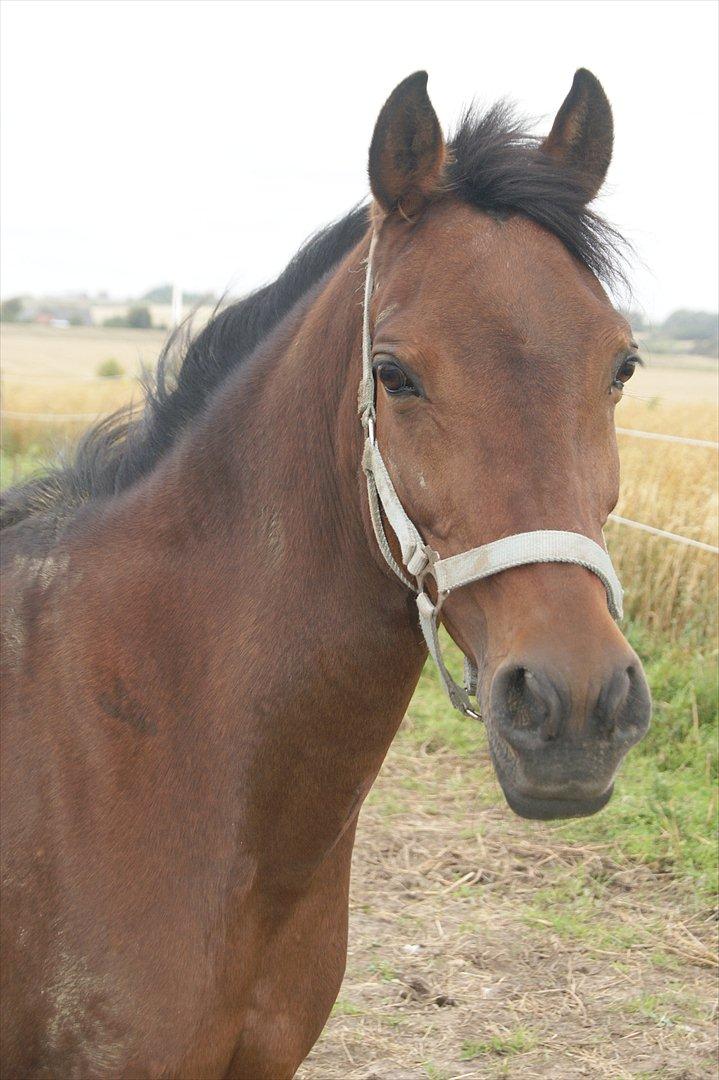 Anden særlig race Anja - rene pony!xD billede 8