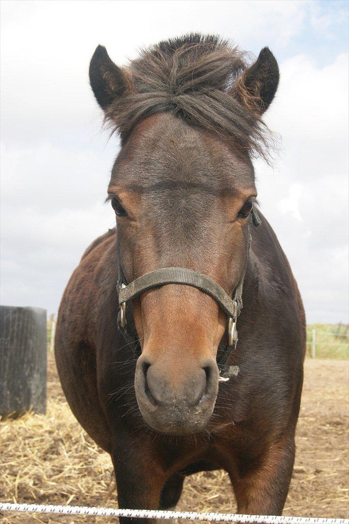 Anden særlig race Tøsen - Perfekte!<3 billede 5