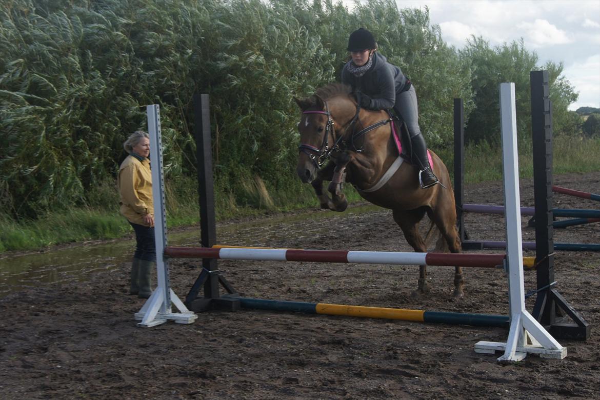 New Forest Diamond - Nu også med tempospring og oxer billede 20