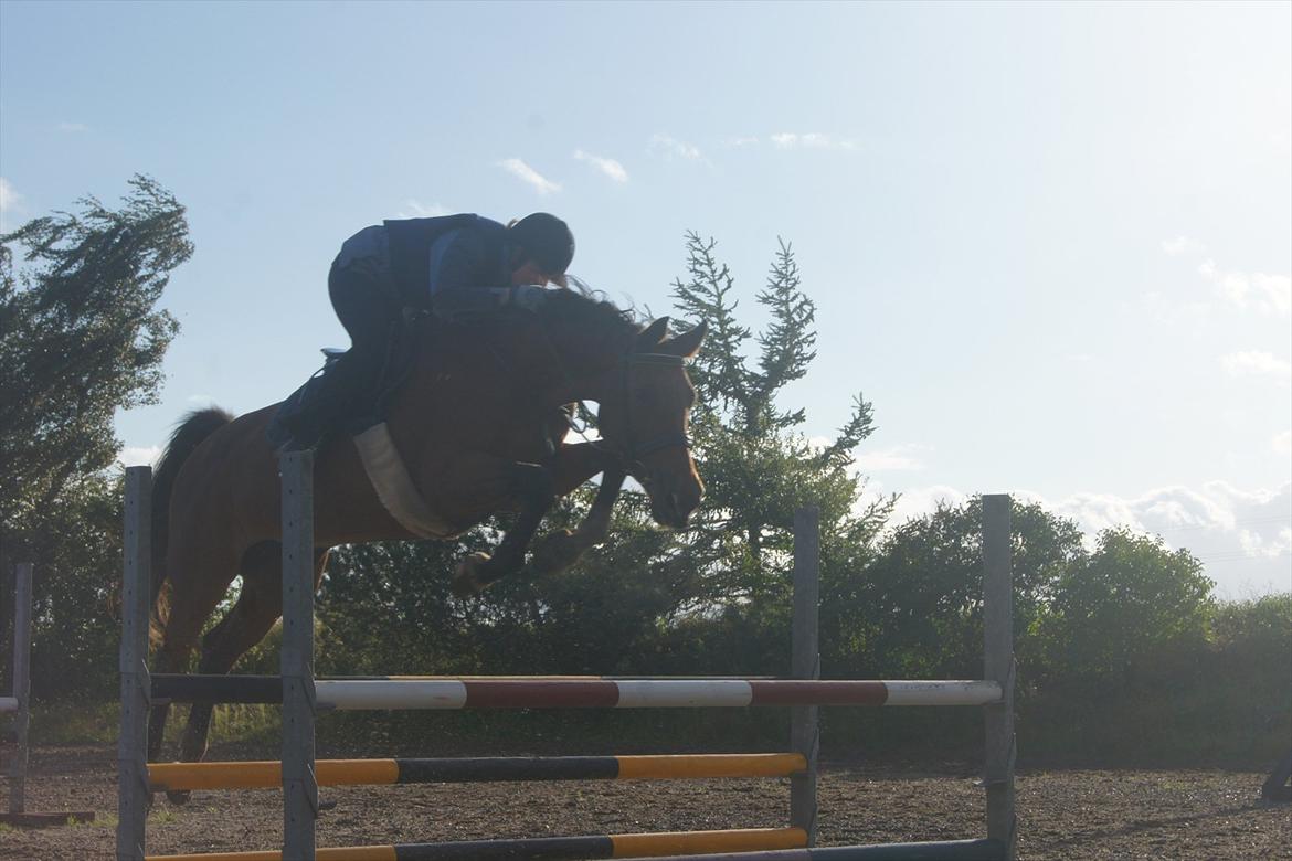 Dansk Varmblod Mariesminde's Tipula - Gravid i 18. uge - gad vide hvor længe jeg kan blive ved?? billede 11