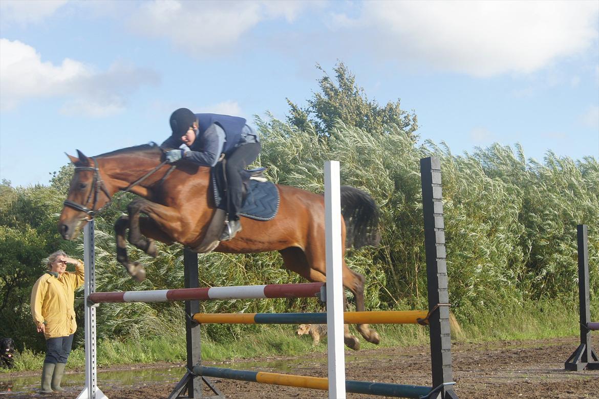 Dansk Varmblod Mariesminde's Tipula billede 13