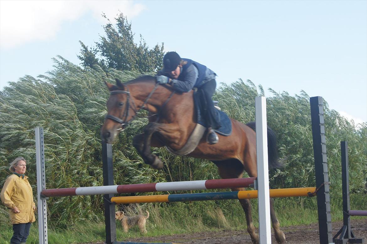 Dansk Varmblod Mariesminde's Tipula billede 12