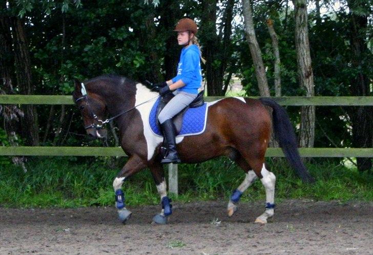 Anden særlig race - Dalton - Dressur-træning <3 billede 13
