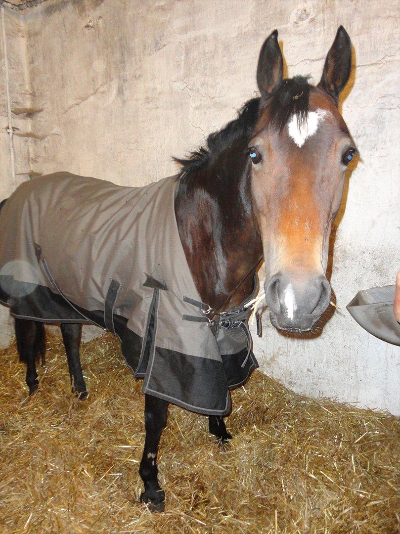 Welsh Cob (sec D) Vlietstede Brilliant Idris - Idris har lige fået sit nye dækken på :-) <3 foto: Sarah Nielsen (MIG) billede 6