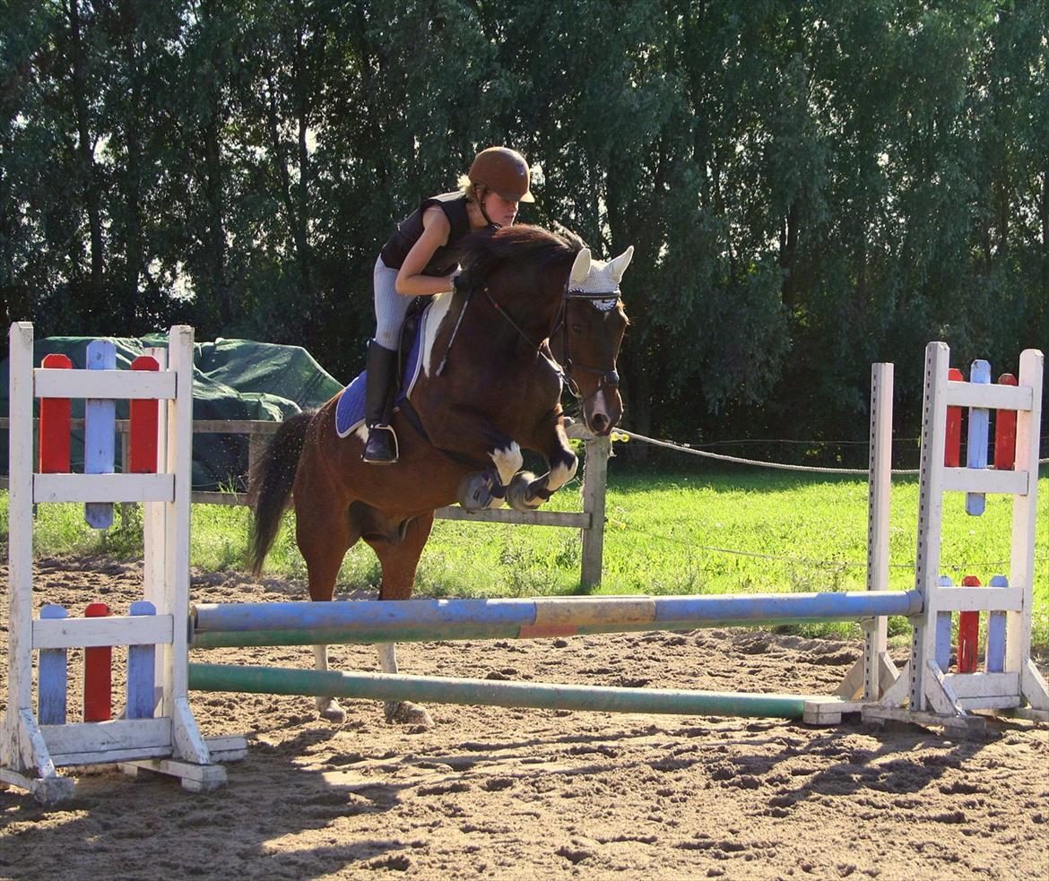Anden særlig race - Dalton - 80-90 cm billede 12