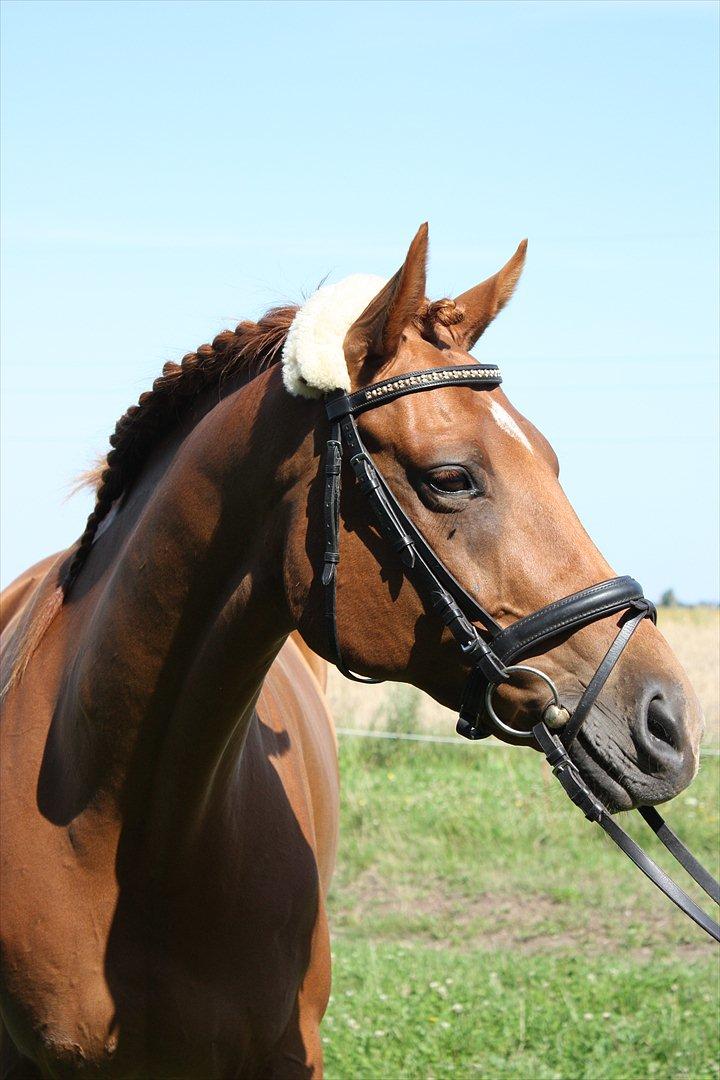 Fuldblod (XX) Don't Hide Me billede 1