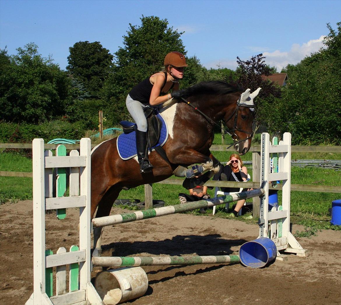 Anden særlig race - Dalton - 80-90 cm <3 billede 9
