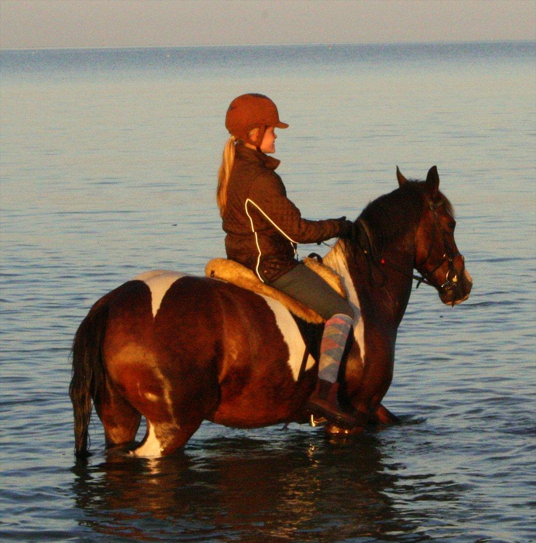 Anden særlig race - Dalton - På stranden med prinsen! billede 14