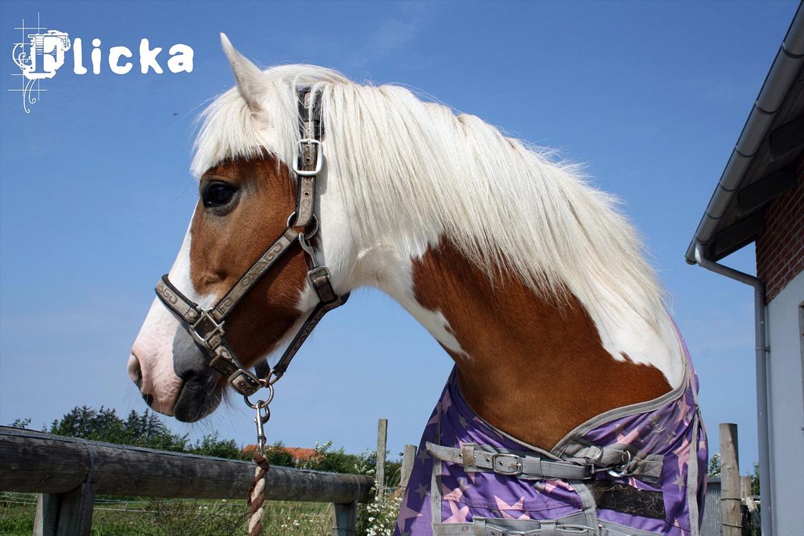 Pinto Flicka - - [Den 20-08-2011] - Følg kærligheden og den flygter, flygt fra kærligheden, og den følger <3 billede 3