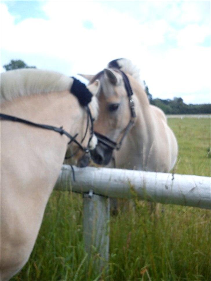 Fjordhest KøgeSportsrideklub's Pegasus - Tulle & Pegasus.. Dejlige dyr! billede 2