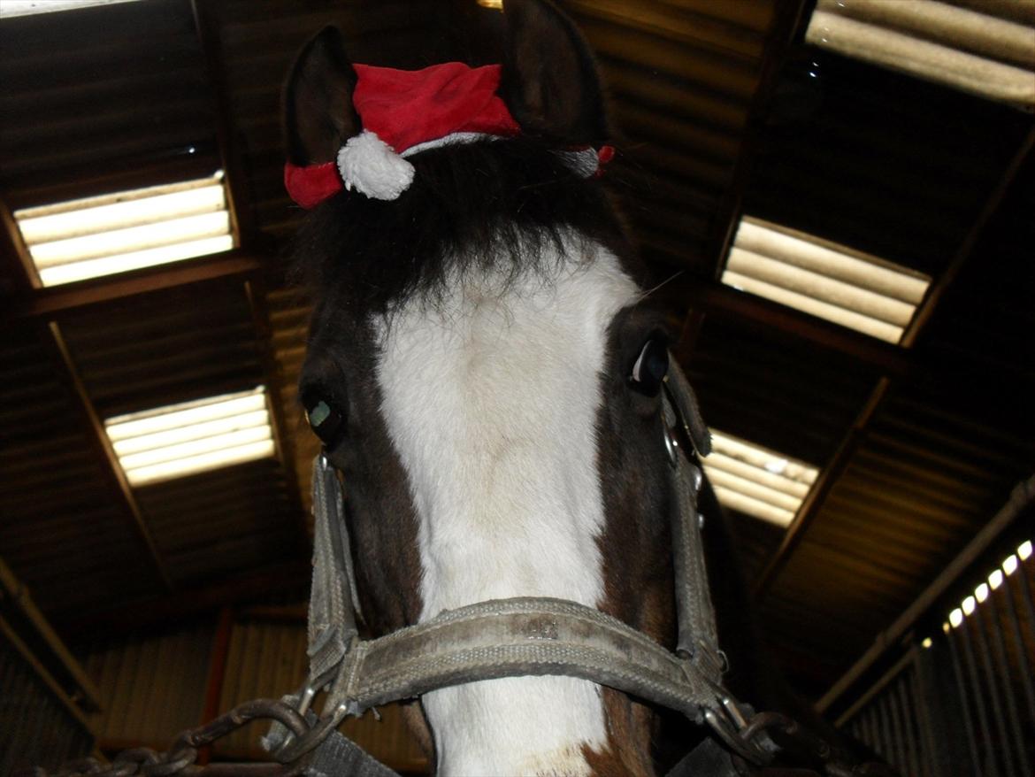 Anden særlig race Smukke - Smukke med nissehue på:)
(han syntes godt nok det var noget mærkeligt noget) :D billede 1