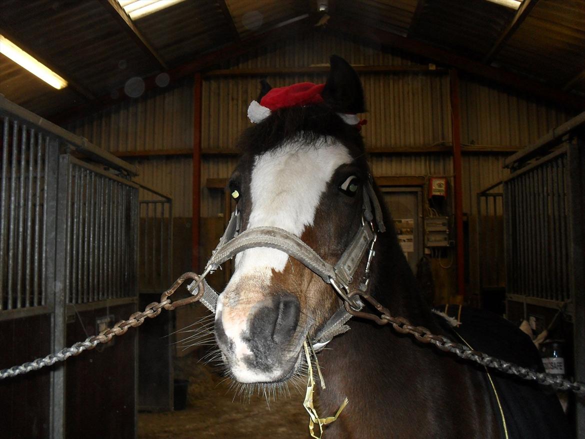 Anden særlig race Smukke - Smukke som er rigtig jule klar:) billede 2