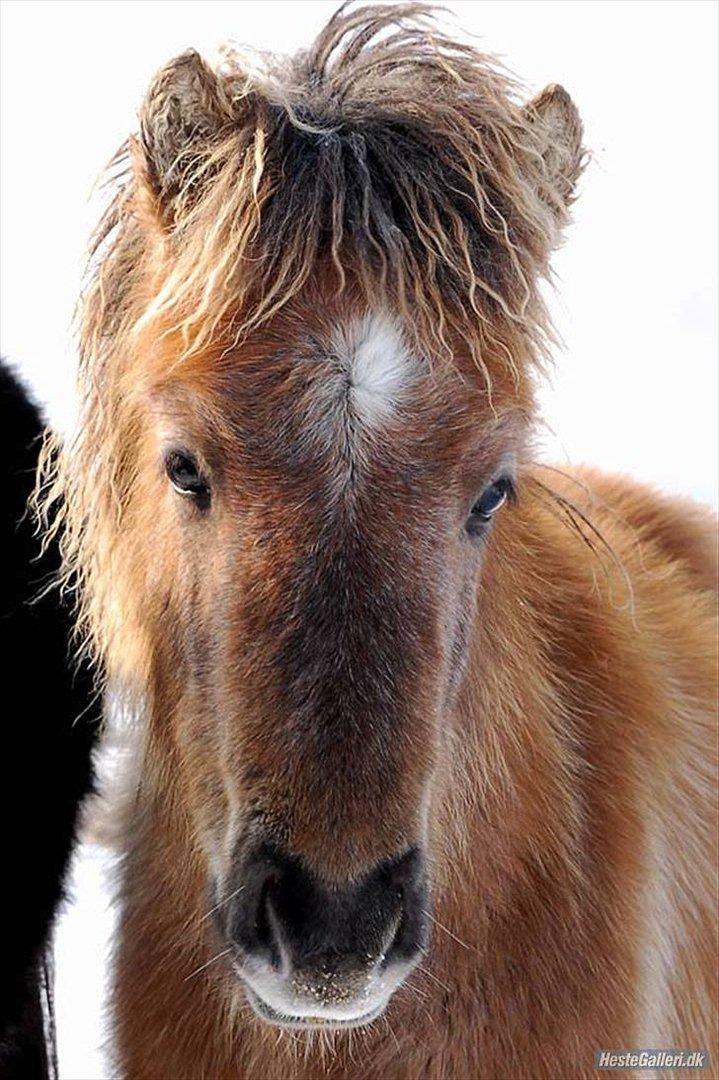 Islænder Svenni fra Holst hestar - Svenni som lille :)<3 billede 7