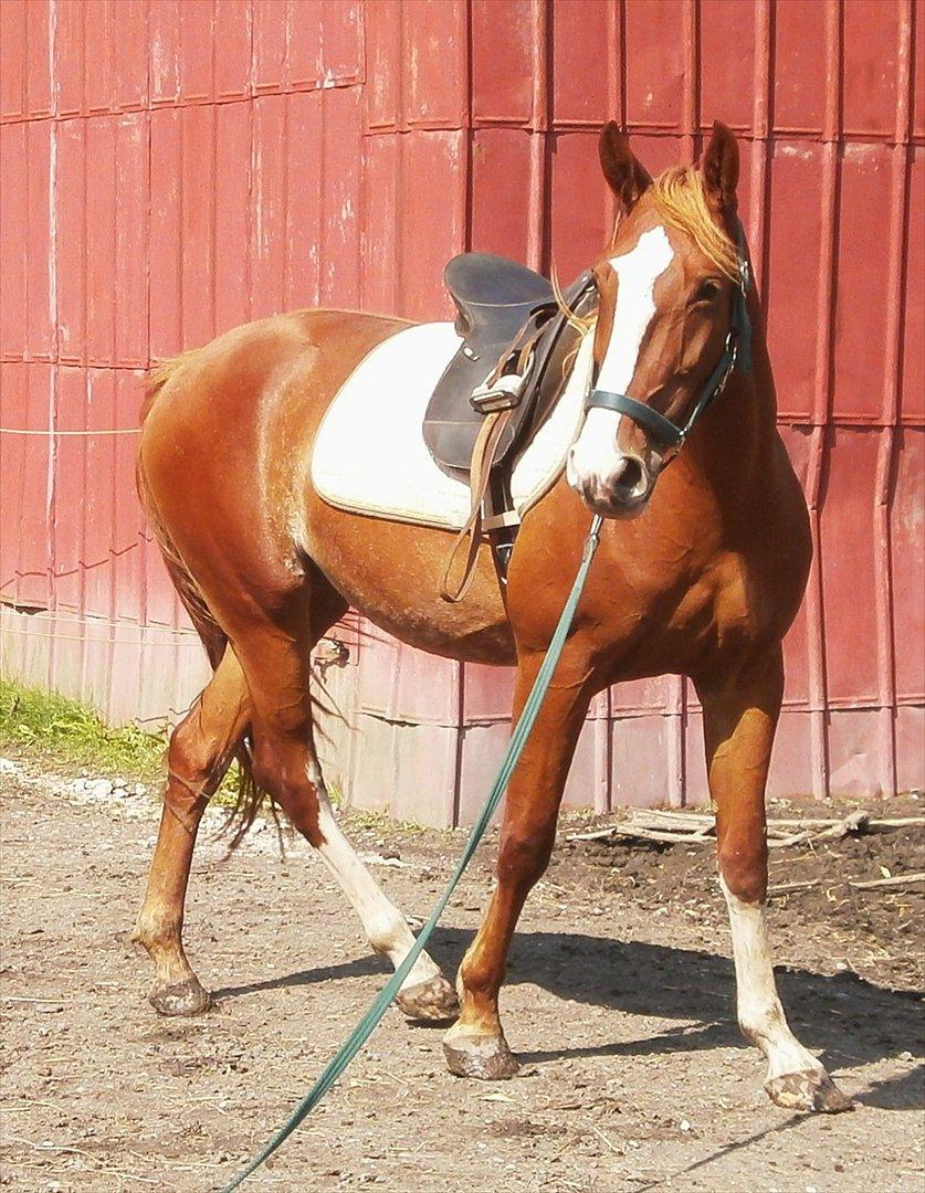 Frederiksborg Pricella - Fine hest billede 14