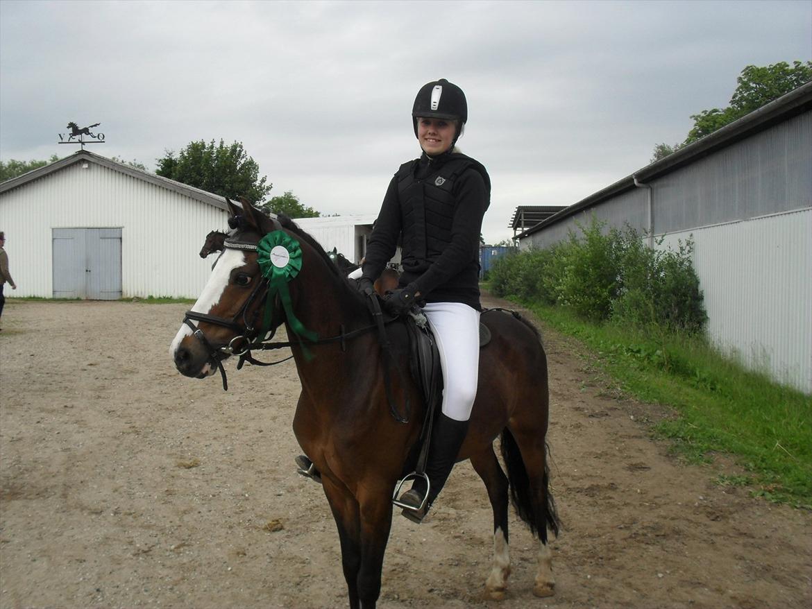 Anden særlig race Smukke - Efter springstævne billede 3