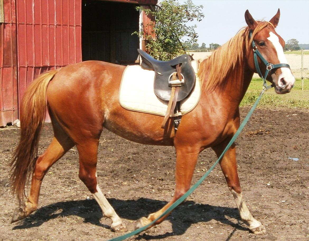 Frederiksborg Pricella billede 17