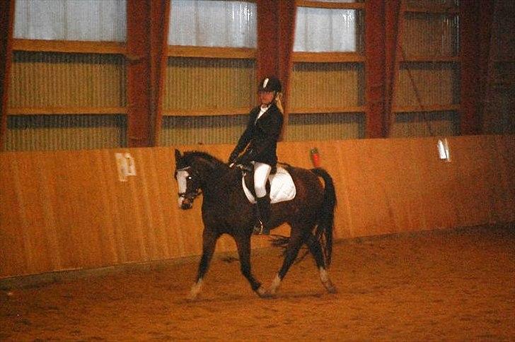 Anden særlig race Smukke - Første dressurstævne:) billede 4