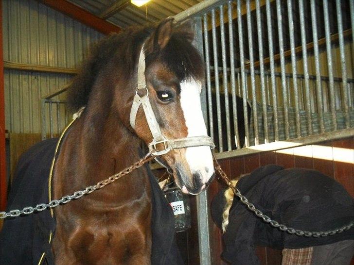 Anden særlig race Smukke billede 8