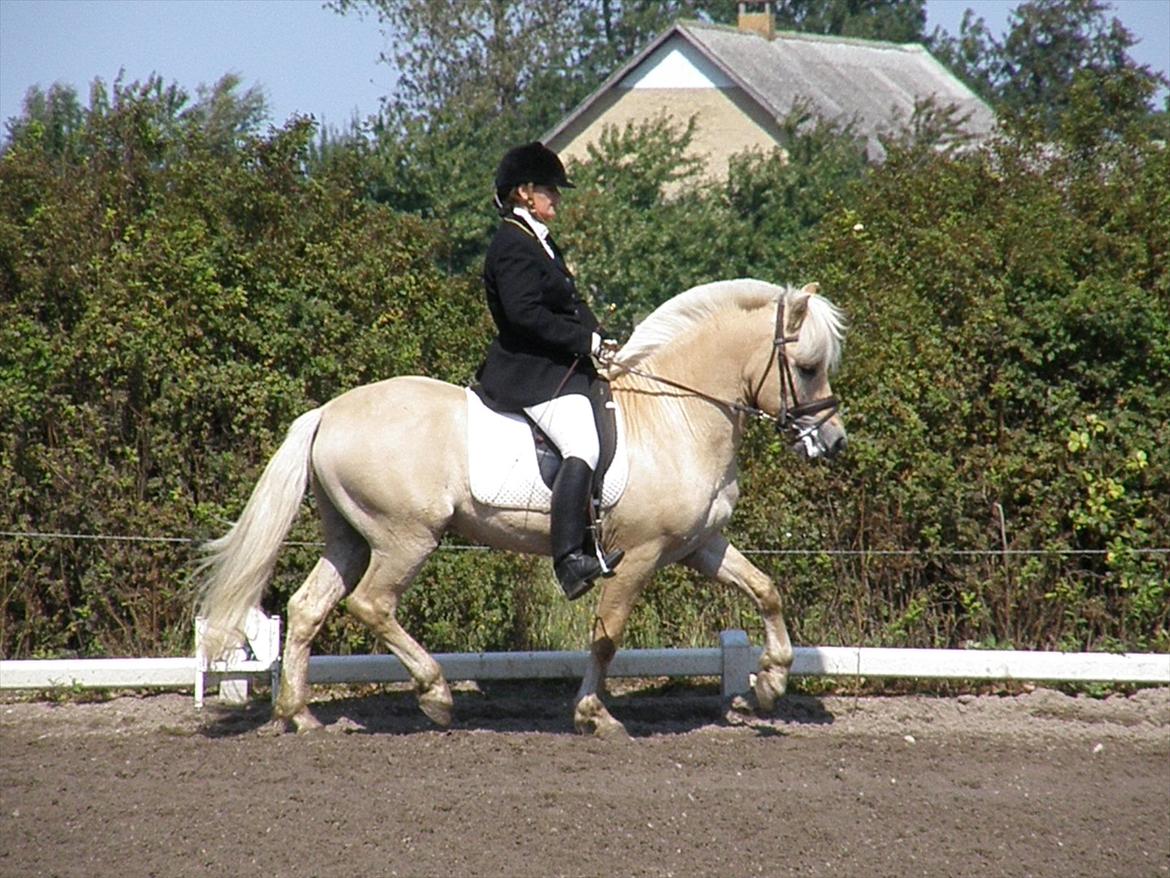 Fjordhest Mosegårdens elegant - LC1 til 72,5% billede 4