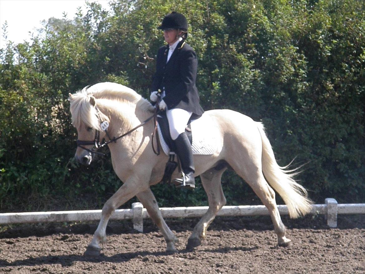 Fjordhest Mosegårdens elegant billede 16