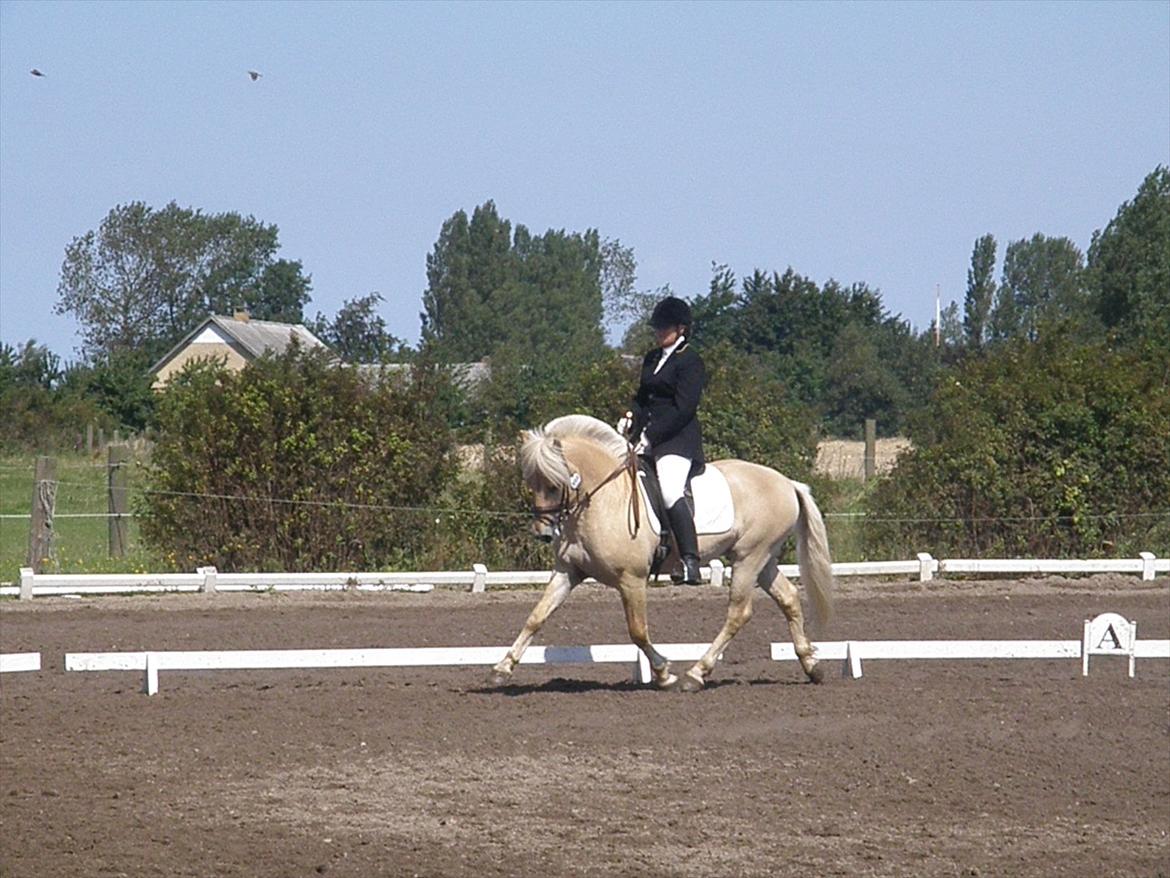 Fjordhest Mosegårdens elegant - LD2 til 70% billede 6