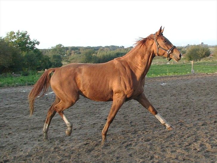 Dansk Varmblod Damgaardens Falasi - Solgt  billede 20