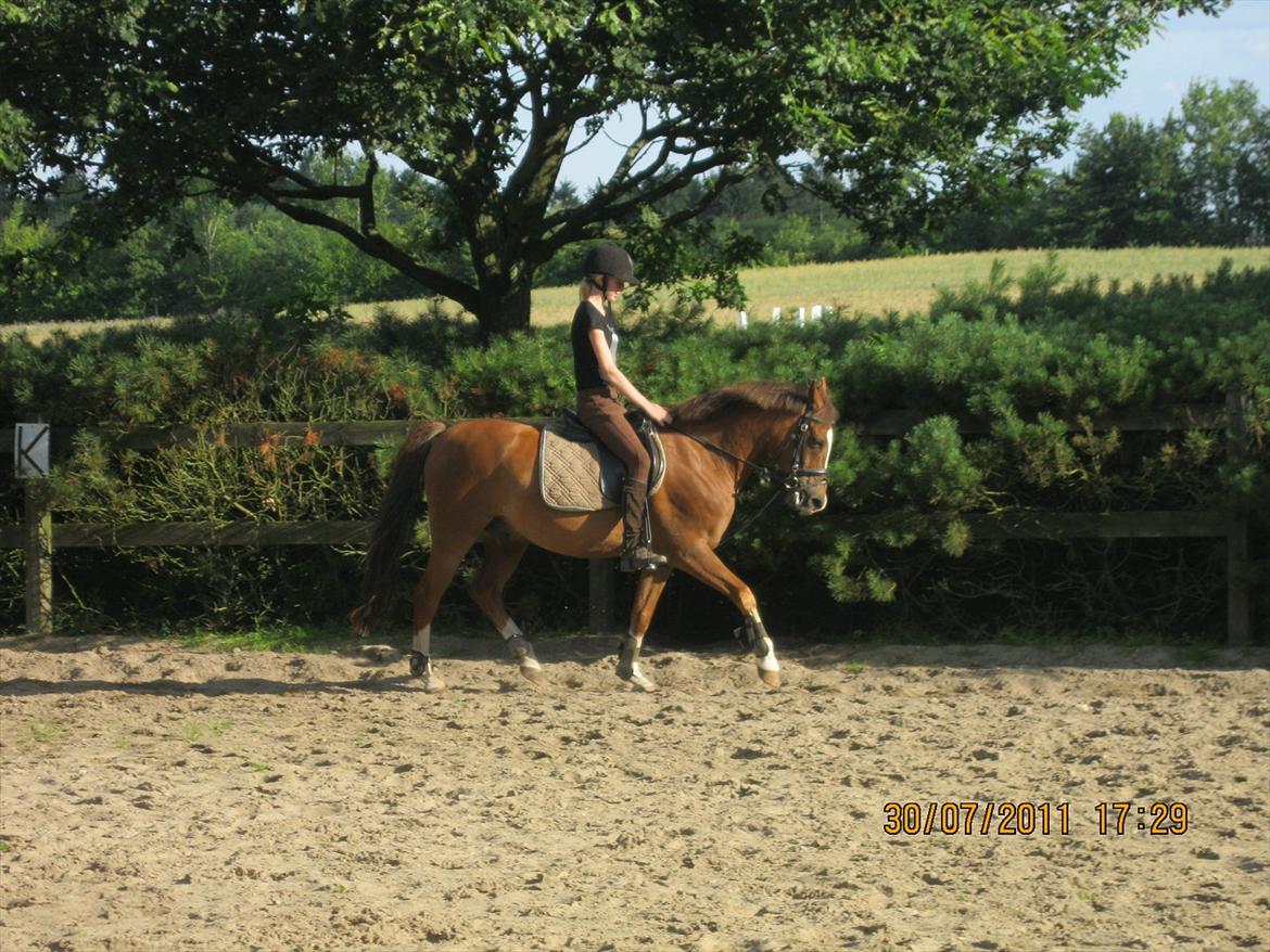 Anden særlig race Røde/Taz - Dagen efter Røde kom hjem til os. billede 2