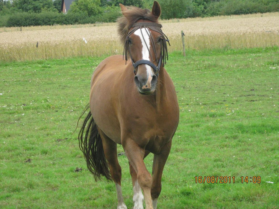 Anden særlig race Røde/Taz - "Nu kommer jeg!" billede 6