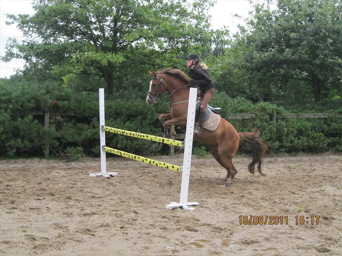 Anden særlig race Røde/Taz - Op går det :) billede 7