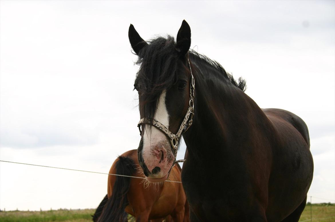 Tinker Sir jackpot of ivenhoe - Min stakkels hest med 3. grads forbrænding på mulen :O( billede 8