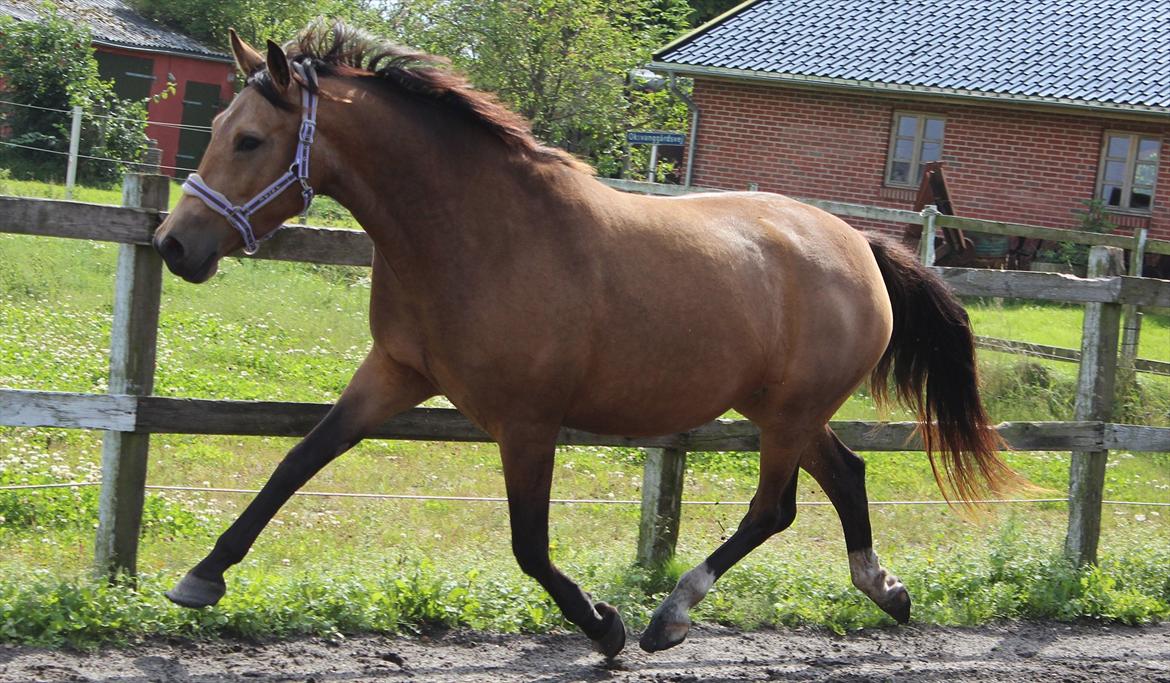 Anden særlig race Søndervangens Diva - 20/08-2011 billede 9