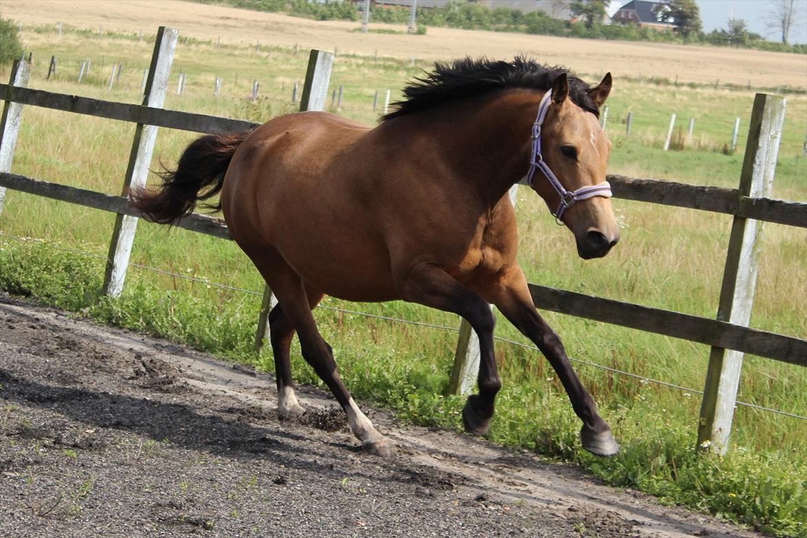 Anden særlig race Søndervangens Diva - 20/08-2011 billede 14