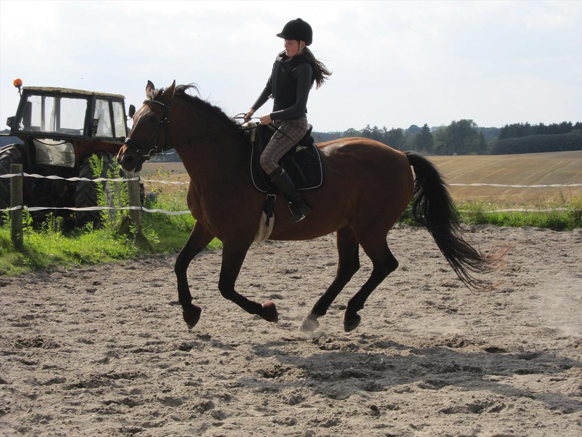 Dansk Varmblod Felicity bbh | Felle <3 - Nr . 10 <3 
Foto: Anna Rydell!<3 
Dressur på feller ;-* 
Felle kan flyve! :DD hehe  billede 10