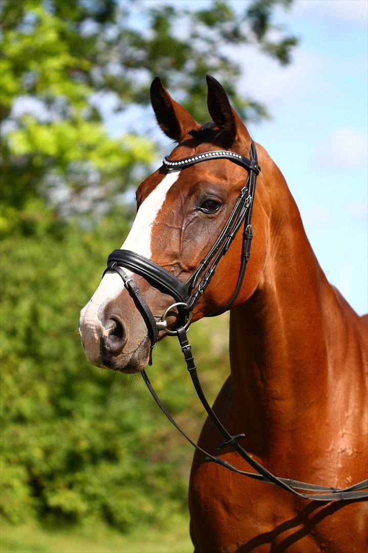 Hannoveraner Little Miss Lesly - Velkommen til Lesly profil billede 1