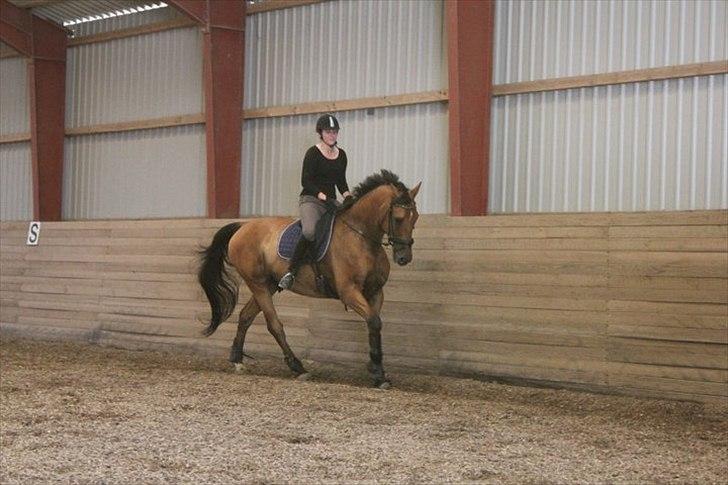 Dansk Varmblod Campos-F billede 1