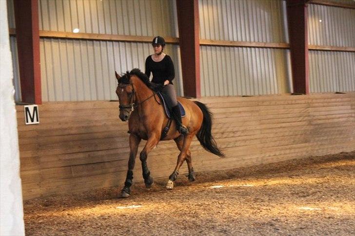 Dansk Varmblod Campos-F billede 2