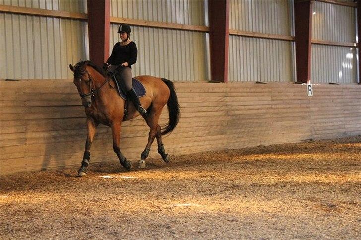 Dansk Varmblod Campos-F billede 3