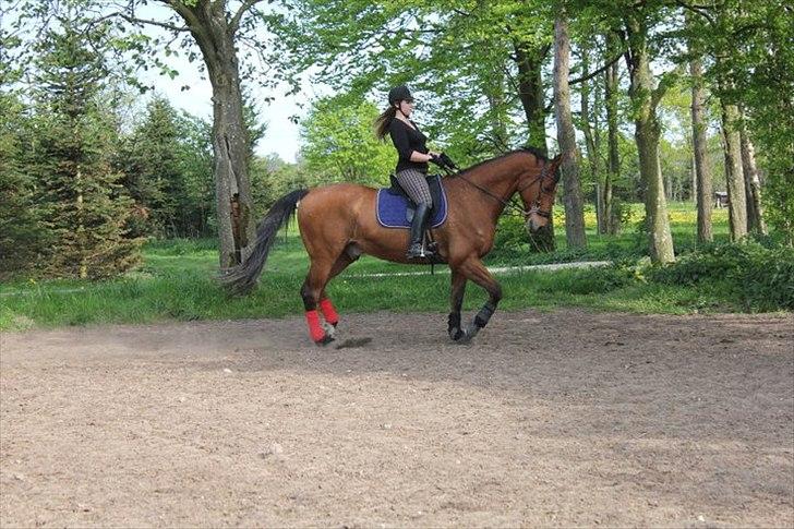 Dansk Varmblod Campos-F billede 4