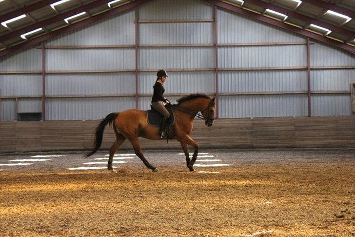 Dansk Varmblod Campos-F billede 5