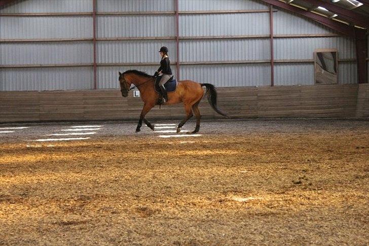 Dansk Varmblod Campos-F billede 6