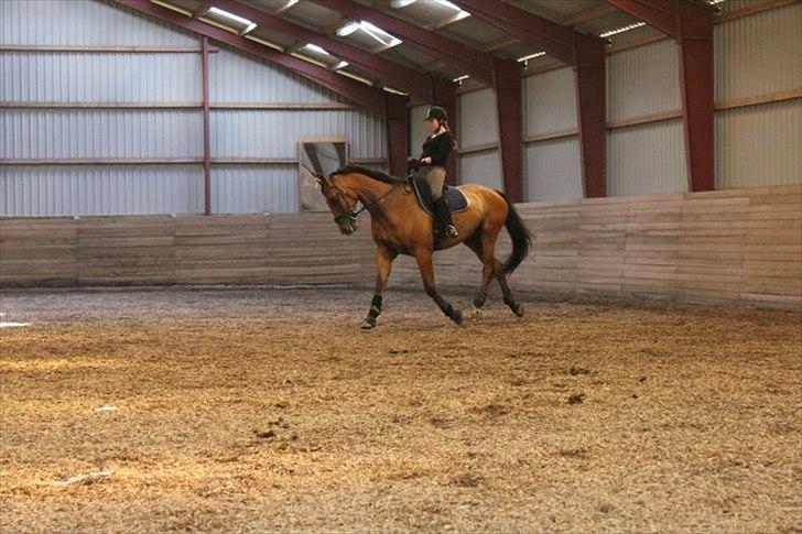 Dansk Varmblod Campos-F billede 7