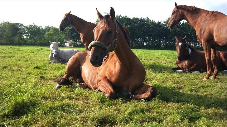 Dansk Varmblod Campos-F billede 8