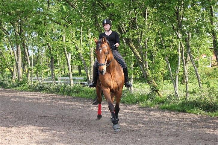 Dansk Varmblod Campos-F billede 9