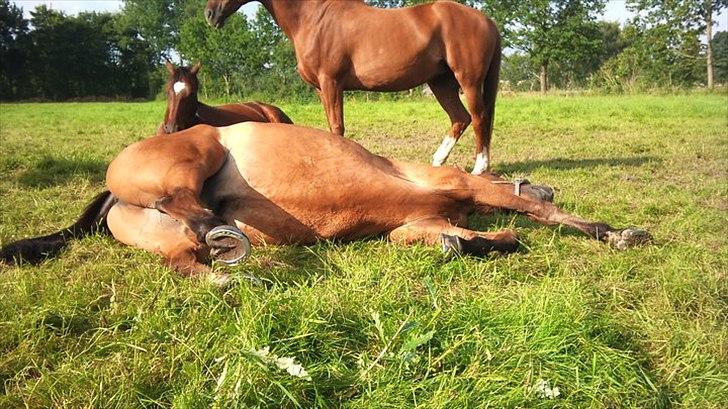 Dansk Varmblod Campos-F billede 10