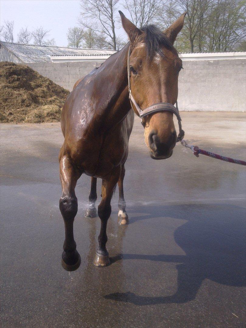 Dansk Varmblod Campos-F billede 11