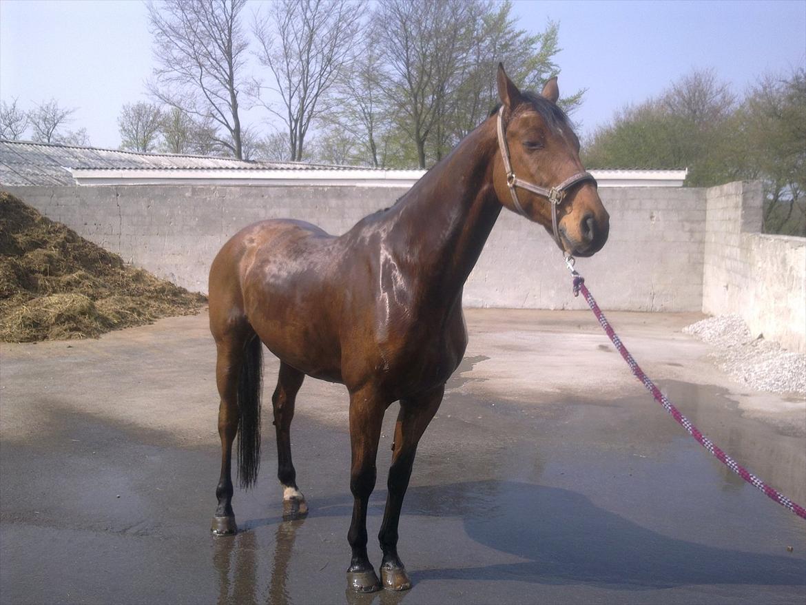 Dansk Varmblod Campos-F billede 12